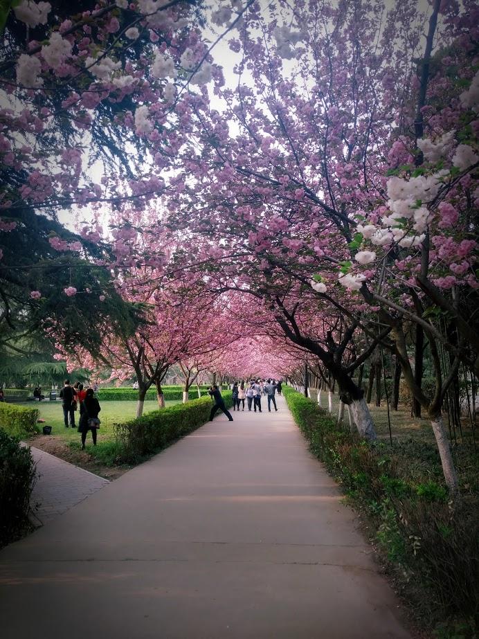 西安交通大学樱花道